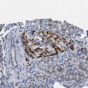 Anti-VIP antibody produced in rabbit 