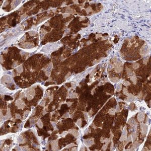Anti-VKORC1 antibody produced in rabbit 