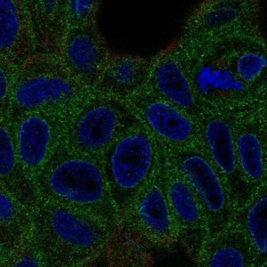 Anti-VKORC1 antibody produced in rabbit 