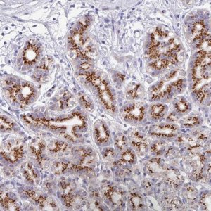 Anti-VKORC1L1 antibody produced in rabbit 