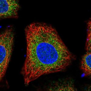 Anti-VKORC1L1 antibody produced in rabbit 