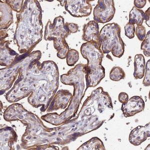Anti-VMO1 antibody produced in rabbit 