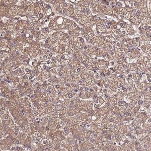 Anti-VMO1 antibody produced in rabbit 