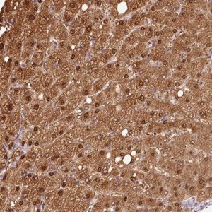 Anti-VN1R2 antibody produced in rabbit 