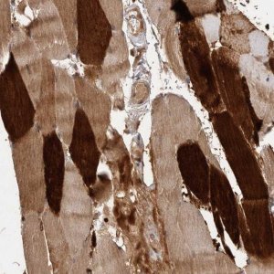 Anti-VN1R4 antibody produced in rabbit 