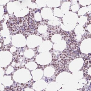 Anti-VPREB1 antibody produced in rabbit 