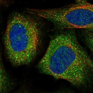 Anti-VPS11 antibody produced in rabbit 