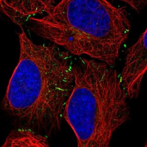 Anti-VPS13B antibody produced in rabbit 