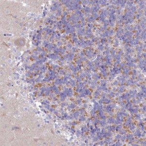 Anti-VPS26B antibody produced in rabbit 