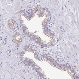 Anti-VPS26B antibody produced in rabbit 
