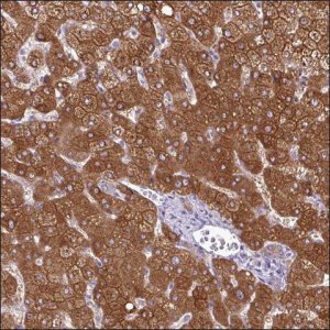 Anti-VPS33A antibody produced in rabbit HPA053209-100UL
