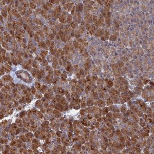 Anti-VPS37C antibody produced in rabbit 