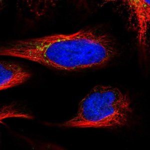 Anti-VPS37C antibody produced in rabbit 