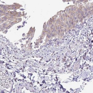 Anti-VPS4B antibody produced in rabbit 
