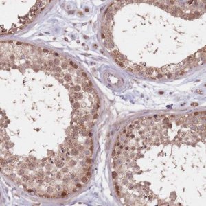 Anti-VPS52 antibody produced in rabbit 