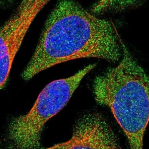Anti-VPS9D1 antibody produced in rabbit 