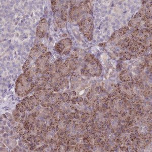 Anti-VRK2 antibody produced in rabbit 