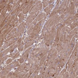 Anti-VRK2 antibody produced in rabbit 