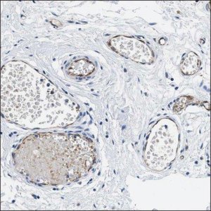 Anti-VSIG10 antibody produced in rabbit HPA014526-100UL
