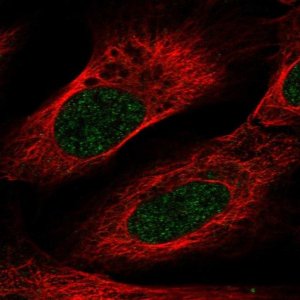 Anti-VSIG10L antibody produced in rabbit 