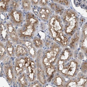 Anti-VSTM2A antibody produced in rabbit HPA021404-100UL