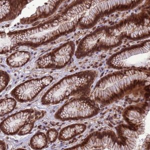 Anti-VSTM4 antibody produced in rabbit 