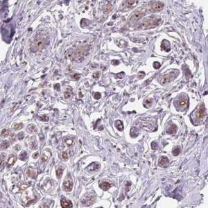 Anti-VTCN1 antibody produced in rabbit 