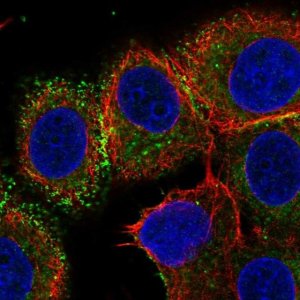 Anti-VTCN1 antibody produced in rabbit 