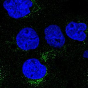 Anti-VTI1A antibody produced in rabbit 