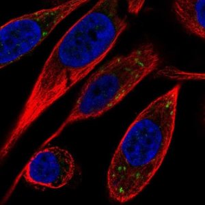 Anti-VTI1B antibody produced in rabbit 