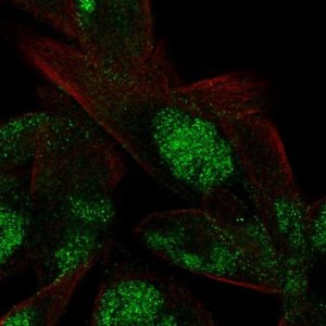 Anti-VWA5A antibody produced in rabbit 
