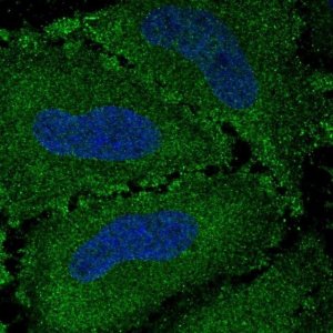 Anti-VWA7 antibody produced in rabbit 