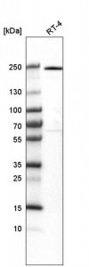 Anti-VWA8 antibody produced in rabbit 