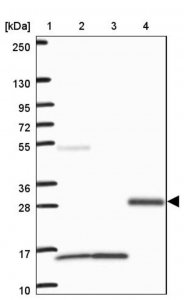 Anti-VWC2 antibody produced in rabbit 