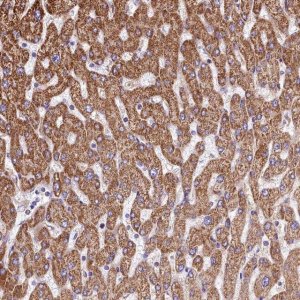 Anti-VWCE antibody produced in rabbit 