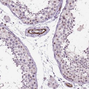 Anti-VWF antibody produced in rabbit 