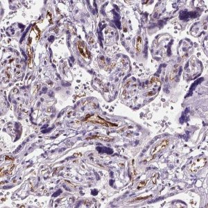 Anti-VWF antibody produced in rabbit 