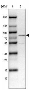 Anti-WASF1 antibody produced in rabbit HPA004105-100UL