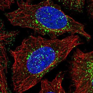 Anti-WASHC2A antibody produced in rabbit 