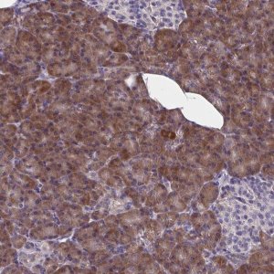 Anti-WBP1 antibody produced in rabbit 