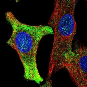 Anti-WBP1 antibody produced in rabbit 