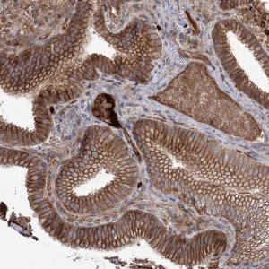 Anti-WBP1L antibody produced in rabbit 