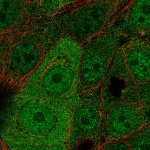 Anti-WBP2 antibody produced in rabbit 