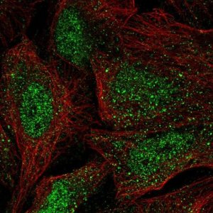 Anti-WBP4 antibody produced in rabbit 