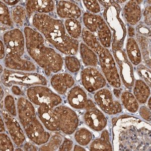 Anti-WDCP antibody produced in rabbit 