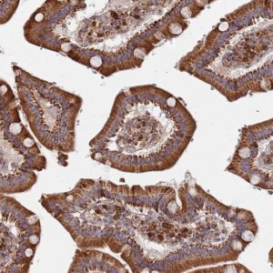 Anti-WDFY3 antibody produced in rabbit 