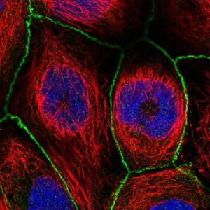 Anti-WDPCP antibody produced in rabbit 