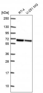 Anti-WDR1 antibody produced in rabbit 