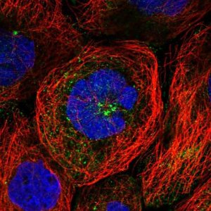 Anti-WDR11 antibody produced in rabbit 