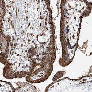 Anti-WDR12 antibody produced in rabbit 
